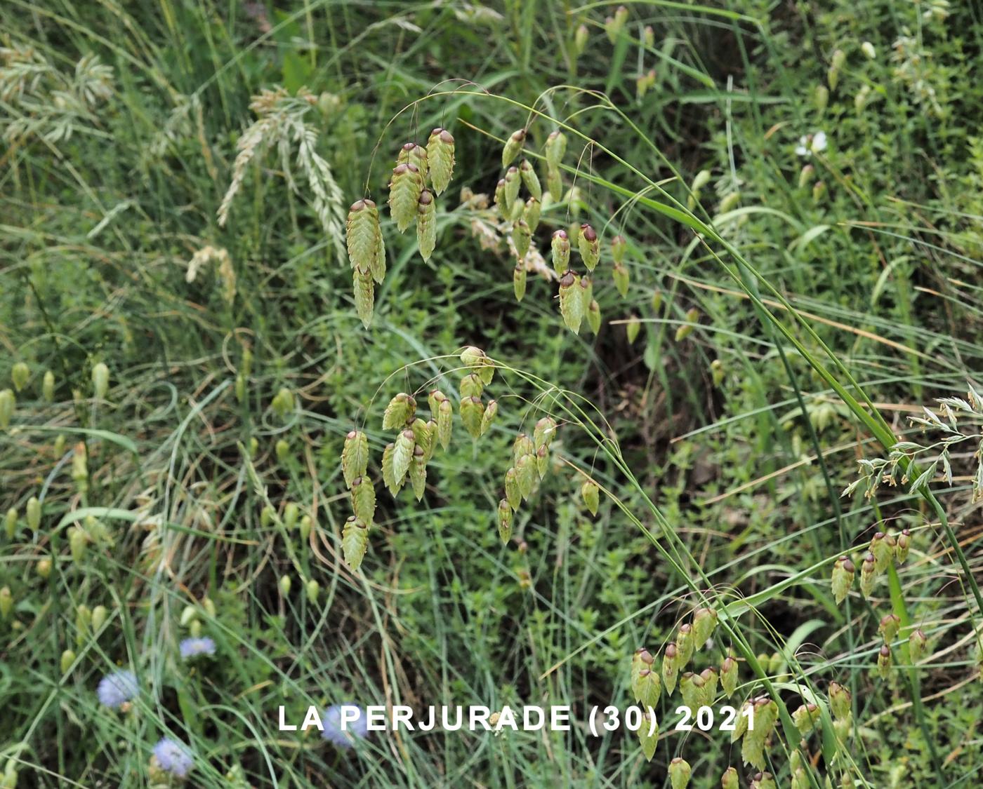 Quaking-Grass, Large plant